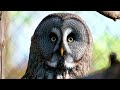 Wild Birds Collection - with birds' sound and relaxing music