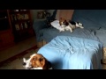Beagles howling!