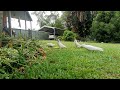 Feeding 13 Wild Cockatoo's
