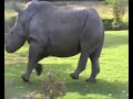 Rhinos have their high-spirited day. Augsburg Zoo