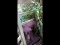 Chocolate Labrador Tries to get Large Stick Through Gate!