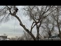 Treesus the arborist tree climber (raw footage) rigging down an ash limb.