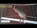 Masteran Kenari Terbaik#viral #birds #burung