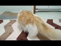 What Happens When the Rescued Kitten Becomes Too Brave in front of the Big Cat? │ Episode.43