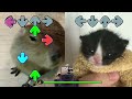 FNF VS ARCH BUT Capybara VS Cat in Towel - Friday Night Funkin' Animation FNF Mods