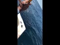 Yellowfin tuna catching 6-10-2017