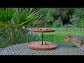 Cat TV No Ads 🐿️ Afternoon Tea Party for Squirrels & Birds 🕊️ TV For Dogs (4K HDR)