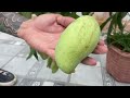 how to propagate plants#orchids#mango trees#with coca~cola