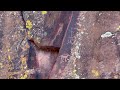 Mysterious Wall of Ancient Petroglyphs in Arizona