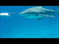 SHARKS 4 THE MOVIE 1.wmv