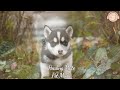 20 HOURS of Dog Calming Music🐶🎵Anti Separation Anxiety Relief🦮💖Dog soothing playlist⭐Healingmate