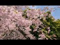 Amazing collaboration of cherry blossoms, canola flowers , and windmills japan 2024 4k 埼玉の桜と菜の花と風車
