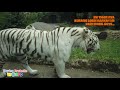 Taman Safari Indonesia Bogor 2020 New Normal - Liburan Part 2