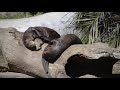 Zoo Tours Ep. 50: The Rainforest of the Americas | The Los Angeles Zoo