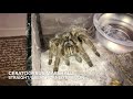 FEEDING my GREEDY TARANTULAS !!!