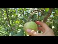 How long does it take for an apple tree to produce fruit? (apple tree update)