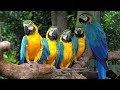 Peaceful Music | Stunning Nature | Stress Relief | Relaxing Birds Sound | Soothing Birds Chirping