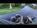 Even the Gentlest Pittie Dad Needs to Get Away From the Kids Sometimes | The Dodo