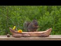 Cat TV Birds 😺🐦 Steller's Jays, Squirrels, and the Little Boat ❤️ Relax Your Cat ❤️ 8 Hours(4K HDR)