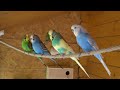 Budgies singing, chattering, flirting and eating