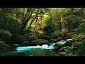 Soothing Birds Singing and River Sounds in Green Forest ✦ Relax ✦ Sounds