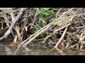 Water snake swimming near me, at the beaver dam