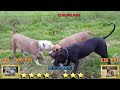 American Bully VS Pitbull - Pitbull VS American Bully Comparison! - Blondi Foks