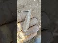 Found an awesome spear point that could be 4000 years old! #artifacts #shortvideo