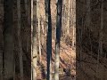 Nice buck cruising through mid-day! #bucks #whitetaildeer #whitetail #hunting #fyp #nature #wildlife