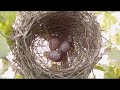 Mesmerizing Bird's Nest: A Stunning Compilation of Egg Views