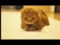 2024 New Funny Cat Videos 😹😅 Funny Cat world 😂🤣 Funny meow meow 😂🐱