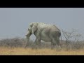Huge bull elephant in Etosha National Park