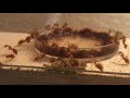 Ants Get Mad at Honey, Then Eat Blood Worms (Camponotus fragilis)