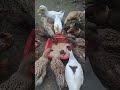 feeding ducks and chickens #ducks # chickens #trending ##video