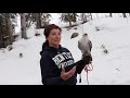 Back to the BASICS of FALCONRY: The Sequel!