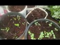 How to grow any plants from cuttings 3 easy methods | కొమ్మలతో మొక్కలు పెంచే 3 సులువైన పద్ధతులు