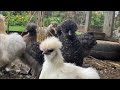 Cute Bantam Chicks