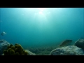Fish swiming in Adriatic sea Croatia GoPro