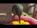 Hummingbird Rehabber Reveals: The Secrets to Attracting Hummingbirds