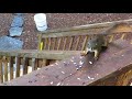 Spoiled Red Squirrel Child Throws Tantrum and Gets His Way