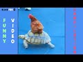 (IMPOSSIBLE) TRY NOT TO LAUGH - FUNNY ANIMAL COMPILATION