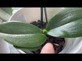 Homemade Recipe for Shiny, Clean, and Pest-Free Leaves on Houseplants