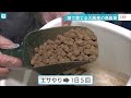 高級魚は陸で育てる。鮮度が自慢！「大阪産」美味い魚に注目！