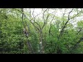 Big Red Oak Tree Top Missed Drone by INCHHHESSS!! Tree Wise Men LLC  Using the MS 201 Rear Handle!