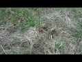 Planting Bare Root Trees With A Dibble