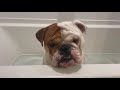 What it's REALLY like caring for an English Bulldog