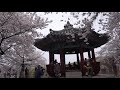 Beautiful Walking Trail with Cherry Blossoms in Seoul 송파둘레길-올림픽공원 벚꽃구경