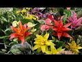 I brought some flowers from the garden centre to plant in the garden | Hobbyist Garden UK