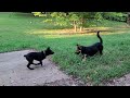 Dog Zoomies! Murdoch is small but annoying.