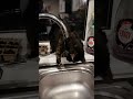 Cat discovers tap water for the first time. Funny cat